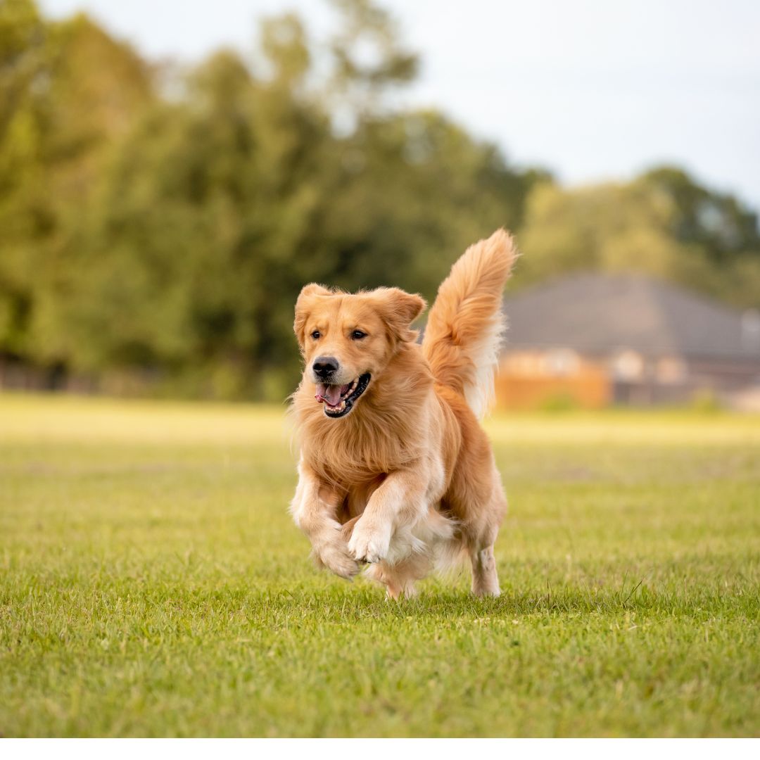 Die Bedeutung von Bewegung für die Gesundheit deines Hundes oder deiner Katze