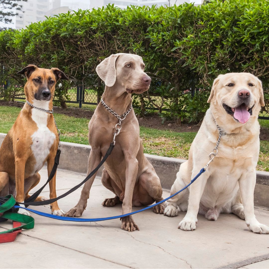 Sicherheitstipps für Hunde und Katzen im Freien – So schützt du dein Tier