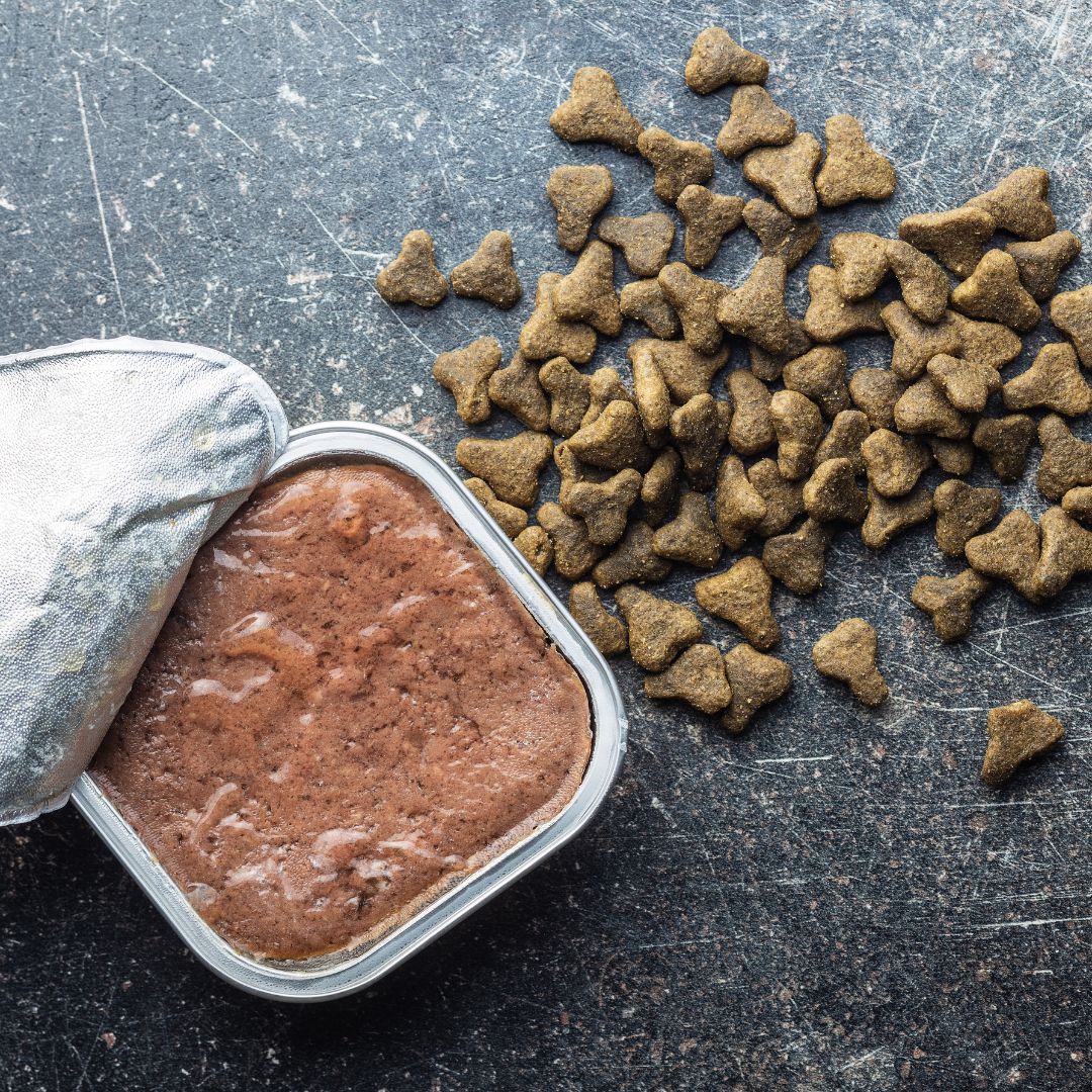 Gesunde Ernährung für Hunde und Katzen – Worauf solltest du achten?