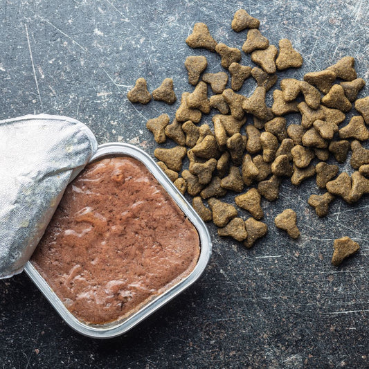 Gesunde Ernährung für Hunde und Katzen – Worauf solltest du achten?