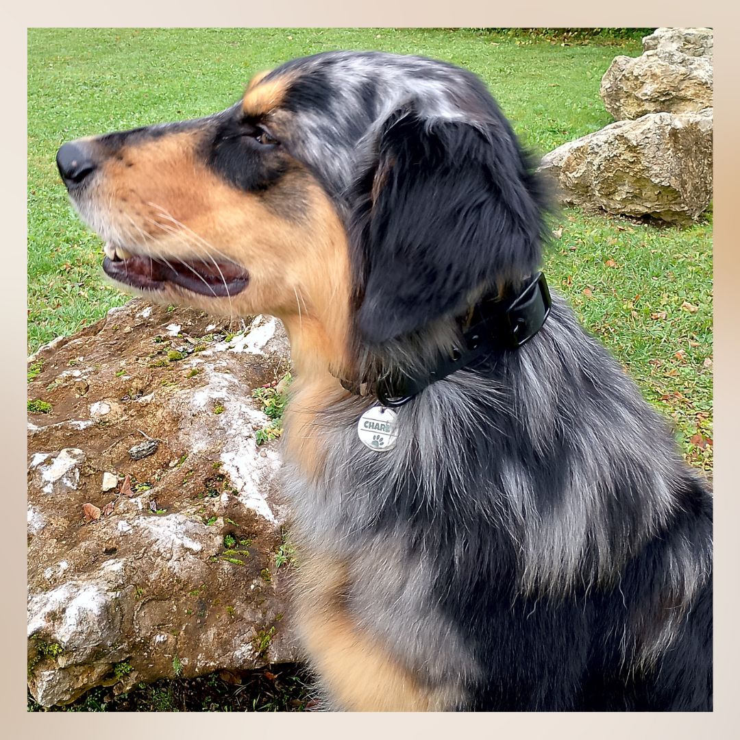 Edelstahl Hundemarke mit Gravur - Personalisiert mit Motiv und Text - 25 oder 30 mm Durchmesser