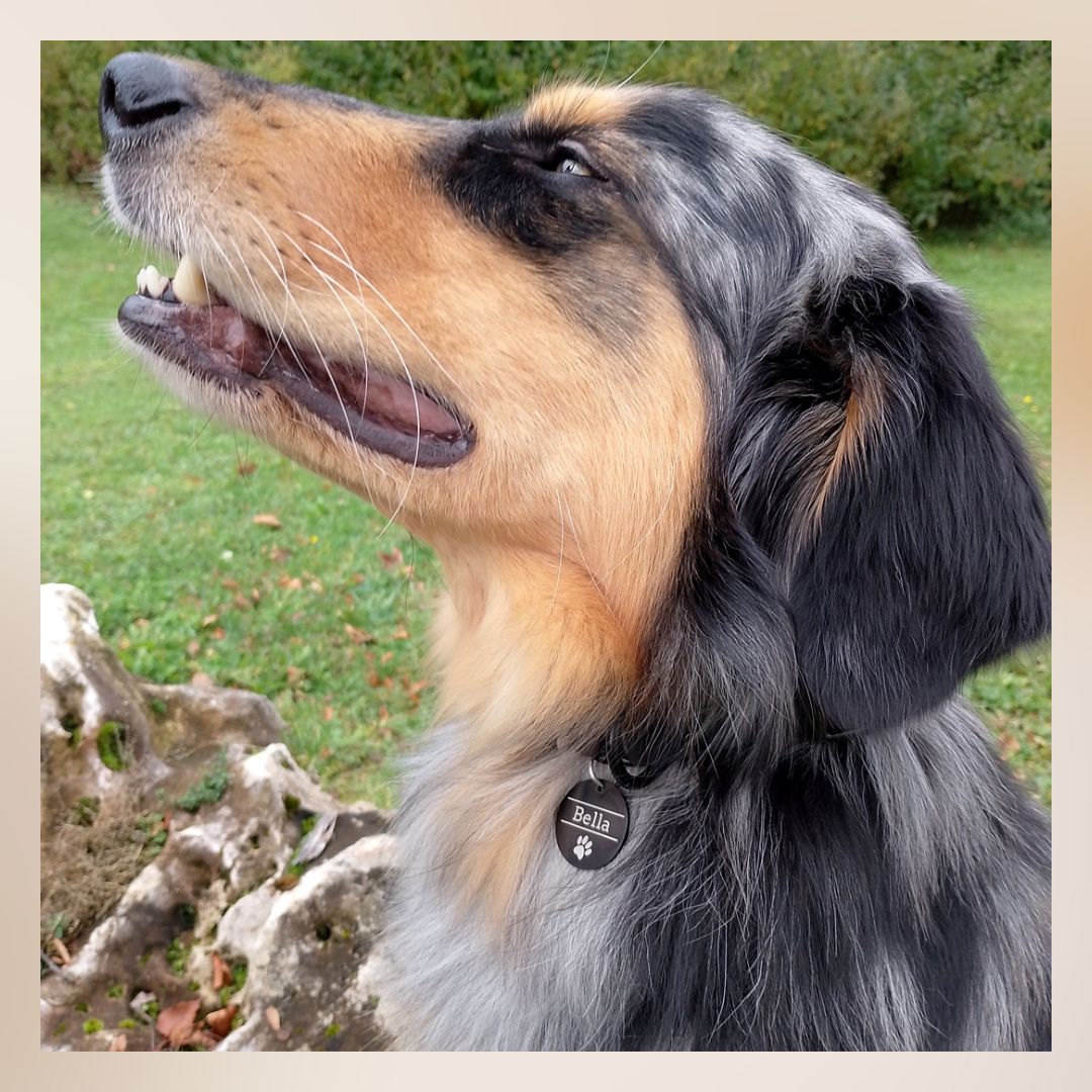 Edelstahl Hundemarke schwarz mit Gravur - Personalisiert mit Motiv und Text - 25 oder 30 mm Durchmesser