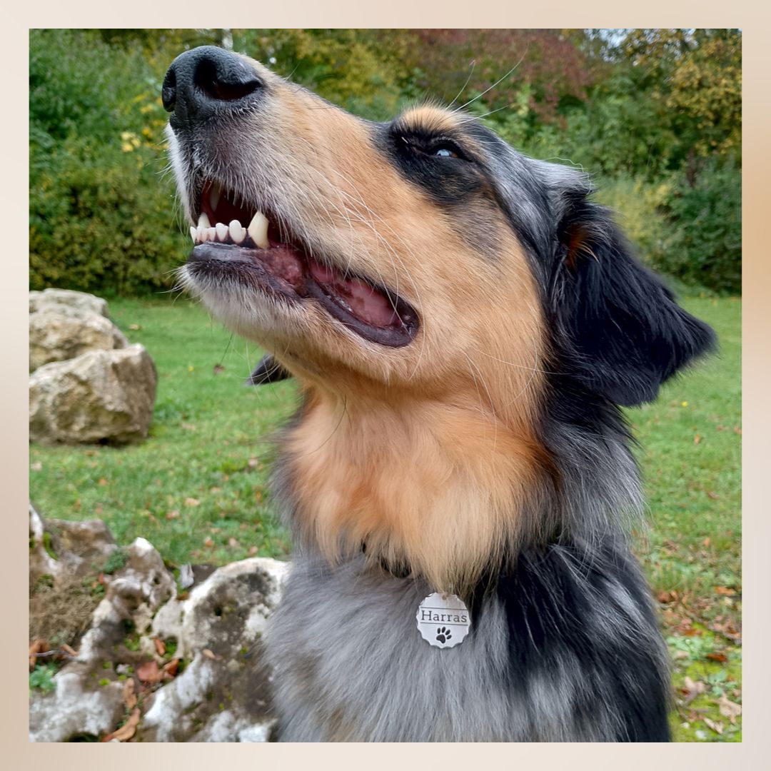 Edelstahl Hundemarke mit Gravur - 30 mm Durchmesser - Runder Anhänger facettiert - Personalisiert mit Name, Motiv und Text