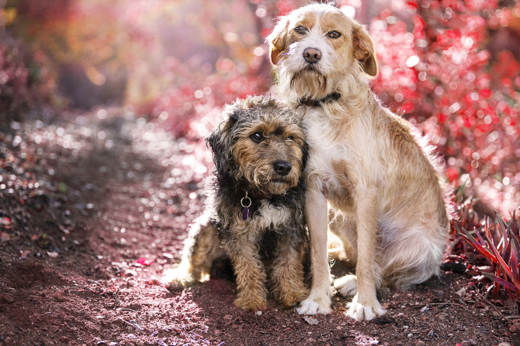 Vermeidung von Tierheim-Aufenthalten: Wie ein einfacher Tieranhänger den Unterschied macht